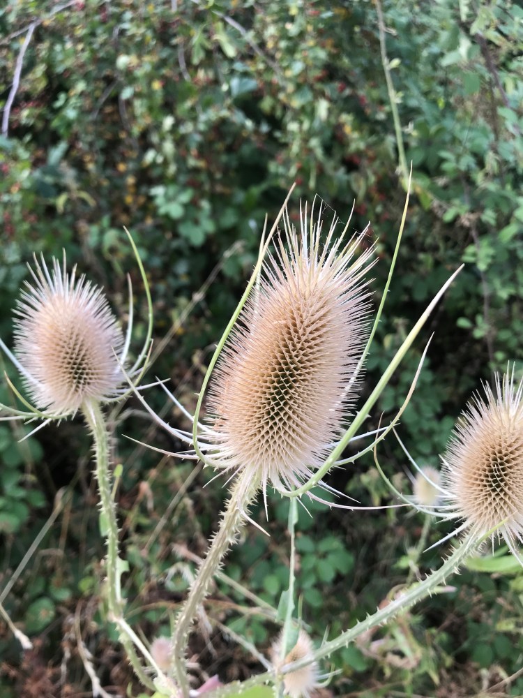 230566CD-02E2-4B56-9534-9DDF611DA769-476-000000713F8BDB01